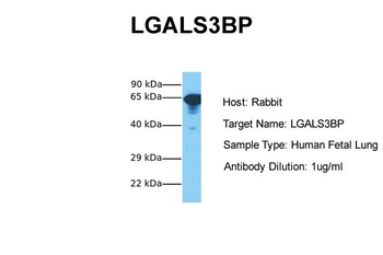 LGALS3BP Rabbit Polyclonal Antibody