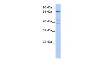 IPP Rabbit Polyclonal Antibody