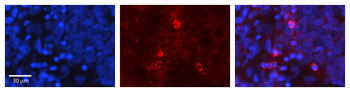 GNA12 Rabbit Polyclonal Antibody