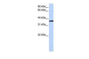 CHORDC1 Rabbit Polyclonal Antibody