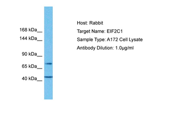 EIF2C1 Rabbit Polyclonal Antibody