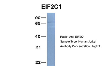 EIF2C1 Rabbit Polyclonal Antibody