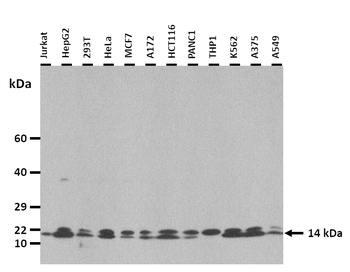 PHLDA3 Rabbit Polyclonal Antibody