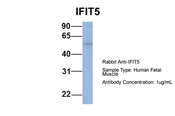 IFIT5 Rabbit Polyclonal Antibody