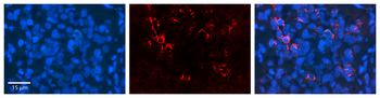 NOMO1 Rabbit Polyclonal Antibody