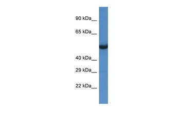 Sesn1 Rabbit Polyclonal Antibody