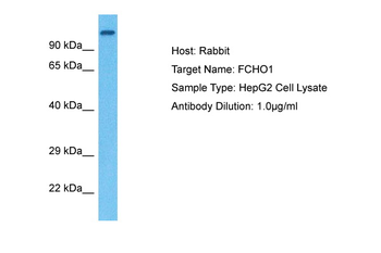 FCHO1 Rabbit Polyclonal Antibody