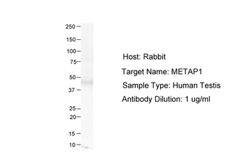 METAP1 Rabbit Polyclonal Antibody