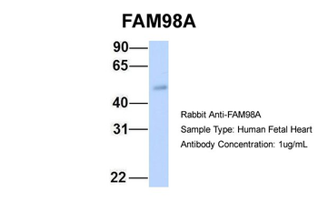 FAM98A Rabbit Polyclonal Antibody
