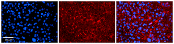 LSM14A Rabbit Polyclonal Antibody