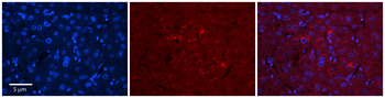 C1orf144 Rabbit Polyclonal Antibody