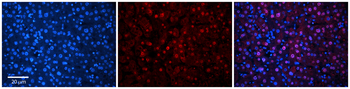 C1orf144 Rabbit Polyclonal Antibody