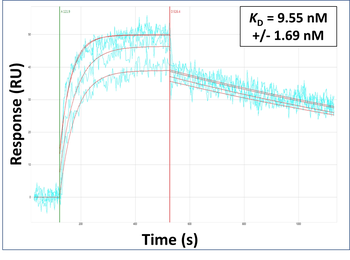 FGF21 Rabbit Polyclonal Antibody
