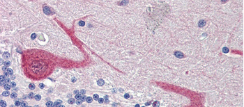 GABARAPL1 Rabbit Polyclonal Antibody