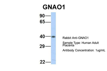 GNAO1 Rabbit Polyclonal Antibody