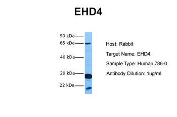 EHD4 Rabbit Polyclonal Antibody