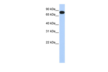 EML3 Rabbit Polyclonal Antibody