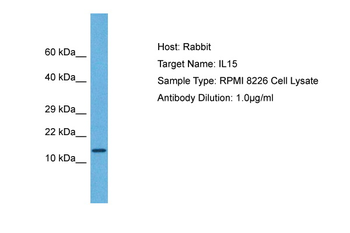 IL15 Rabbit Polyclonal Antibody