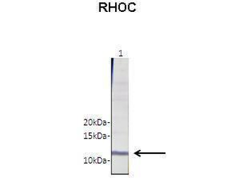 RHOC Rabbit Polyclonal Antibody