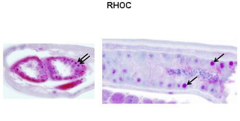 RHOC Rabbit Polyclonal Antibody