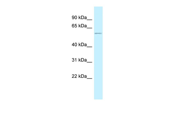 Pepd Rabbit Polyclonal Antibody