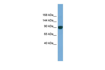 UNC45A Rabbit Polyclonal Antibody