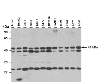 SELENOP Rabbit Polyclonal Antibody