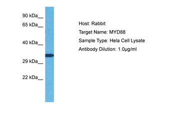MYD88 Rabbit Polyclonal Antibody