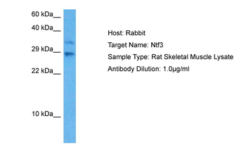 Ntf3 Rabbit Polyclonal Antibody