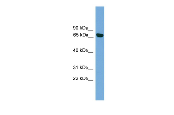 PRKCI Rabbit Polyclonal Antibody