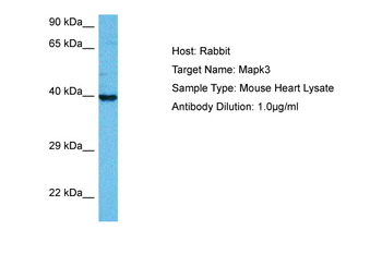 MAPK3 Rabbit Polyclonal Antibody