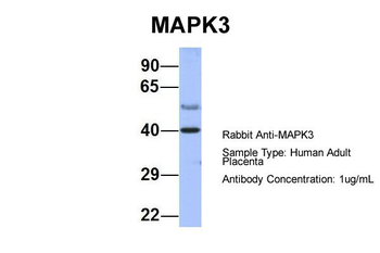 MAPK3 Rabbit Polyclonal Antibody