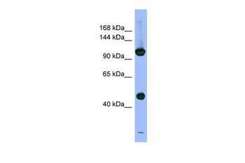 PSMD1 Rabbit Polyclonal Antibody