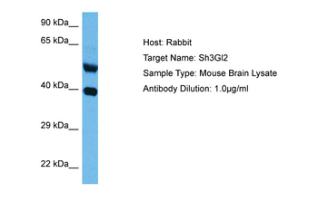 SH3GL2 Rabbit Polyclonal Antibody