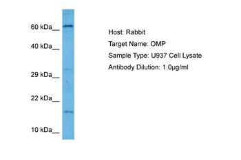 OMP Rabbit Polyclonal Antibody