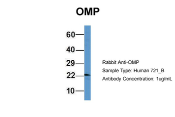 OMP Rabbit Polyclonal Antibody
