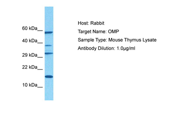 Omp Rabbit Polyclonal Antibody