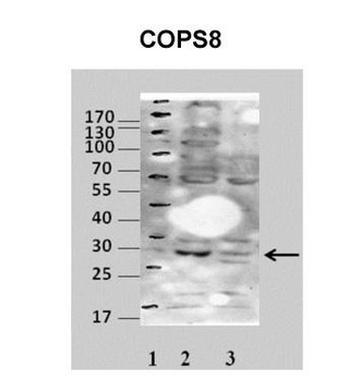 COPS7A Rabbit Polyclonal Antibody