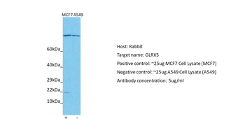 GLRX5 Rabbit Polyclonal Antibody
