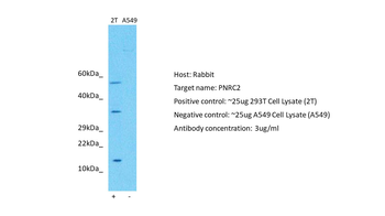 PNRC2 Rabbit Polyclonal Antibody
