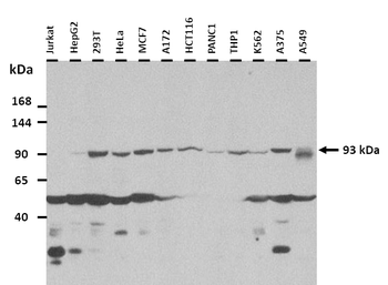 MAP7D1 Rabbit Polyclonal Antibody