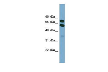 KLHL9 Rabbit Polyclonal Antibody