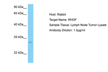 RHOF Rabbit Polyclonal Antibody