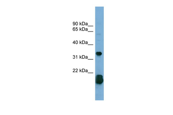 RHOF Rabbit Polyclonal Antibody