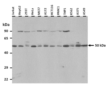 STAMBPL1 Rabbit Polyclonal Antibody