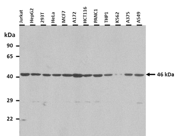 WDFY1 Rabbit Polyclonal Antibody