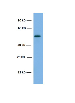 Wdfy1 Rabbit Polyclonal Antibody