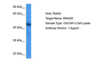 RRAGD Rabbit Polyclonal Antibody