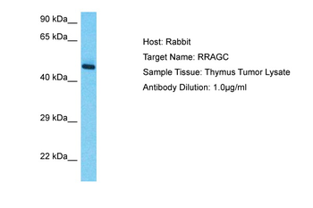 RRAGC Rabbit Polyclonal Antibody