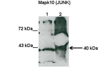 Mapk10 Rabbit Polyclonal Antibody